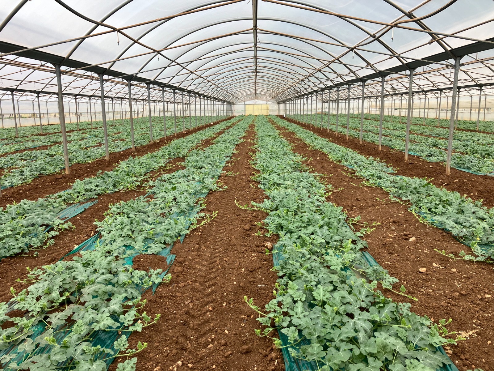 azienda-briomica